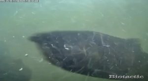 Node 25 November 19 2025