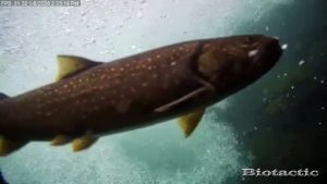 Node 28 January 8 2026