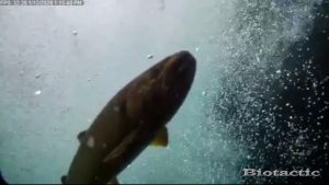 Node 28 January 12 2026