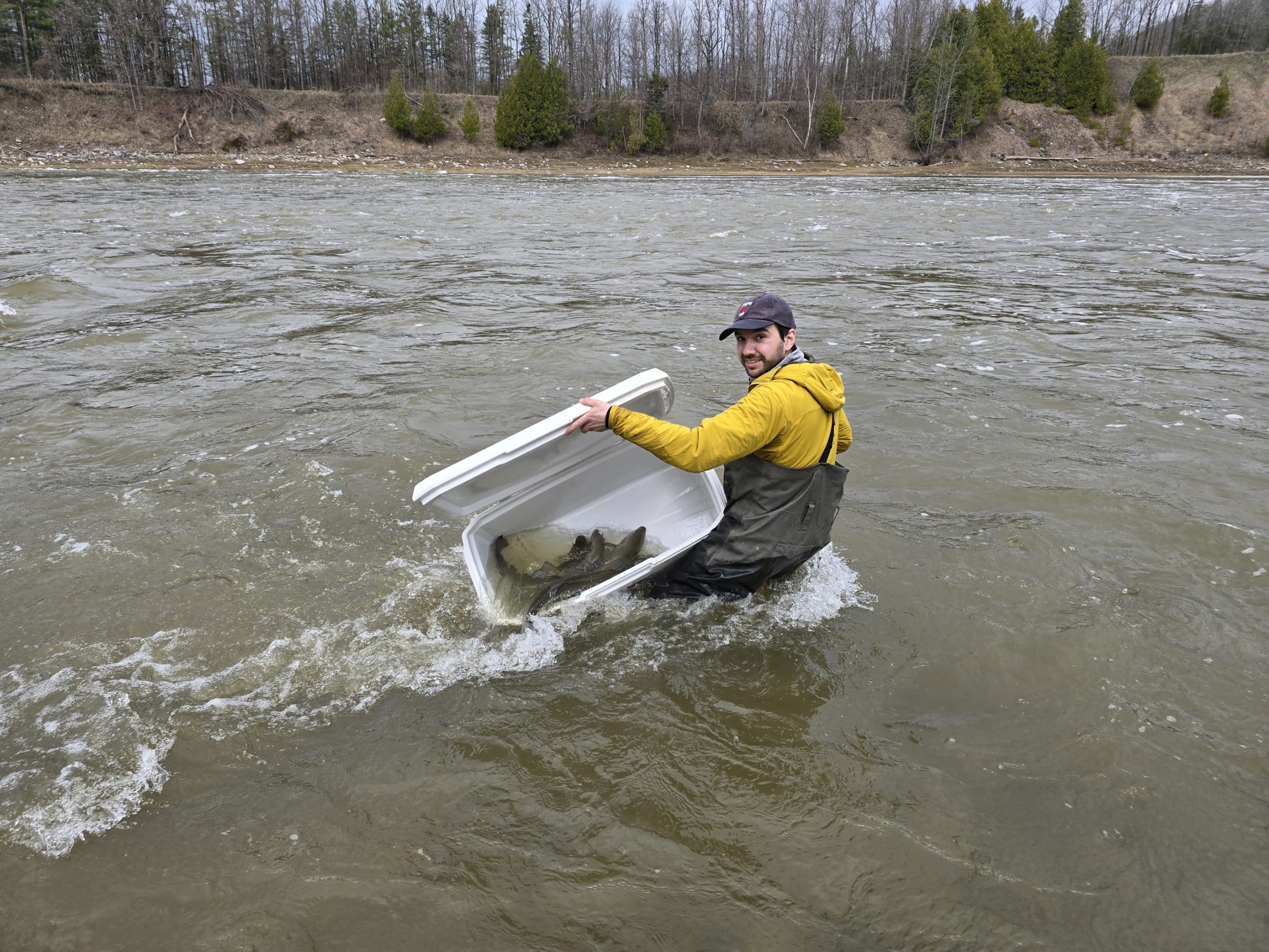 radiotracking rainbow trout