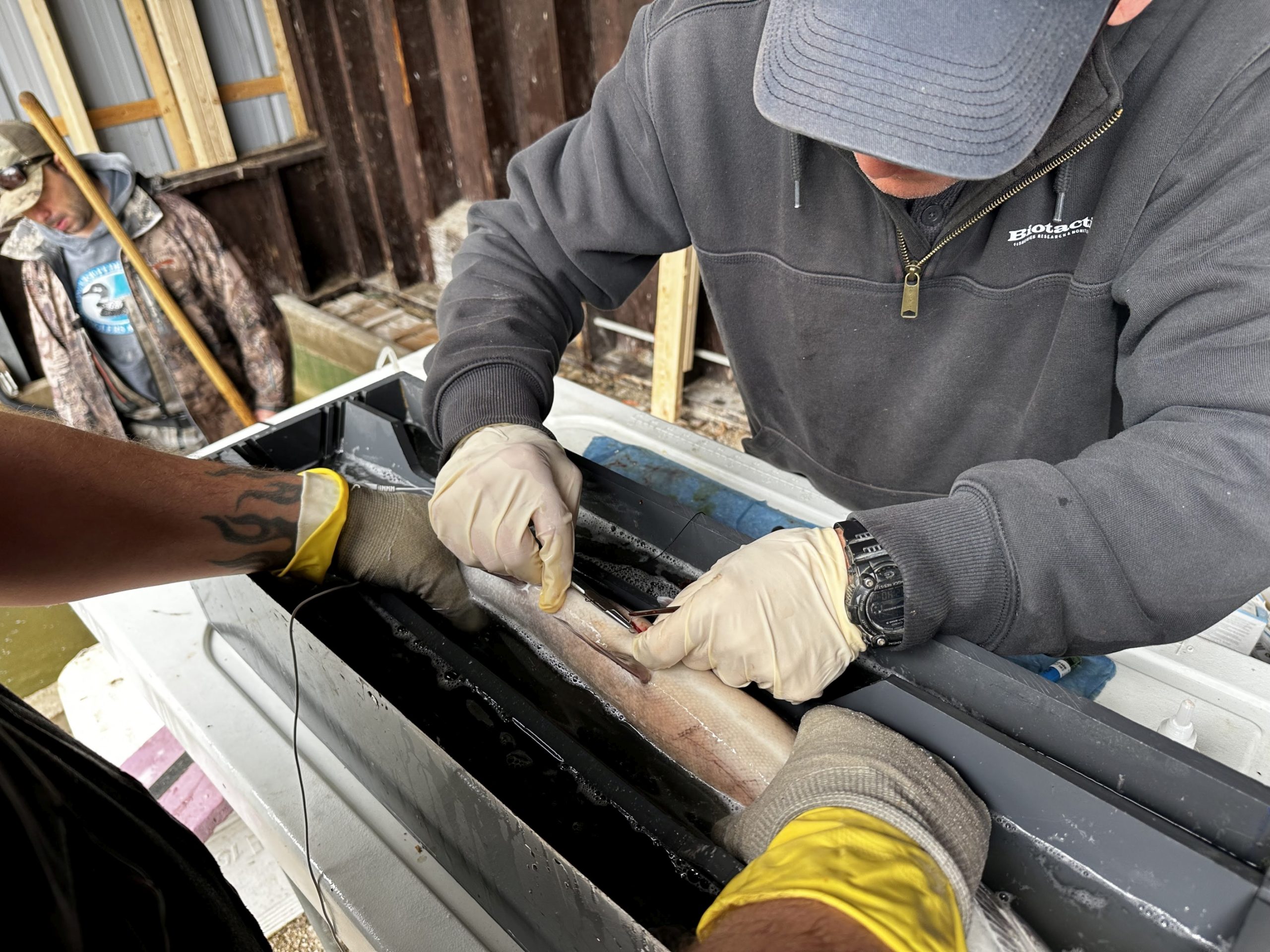 fish surgery rainbow trout